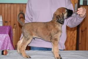 aramis2