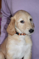 athena
